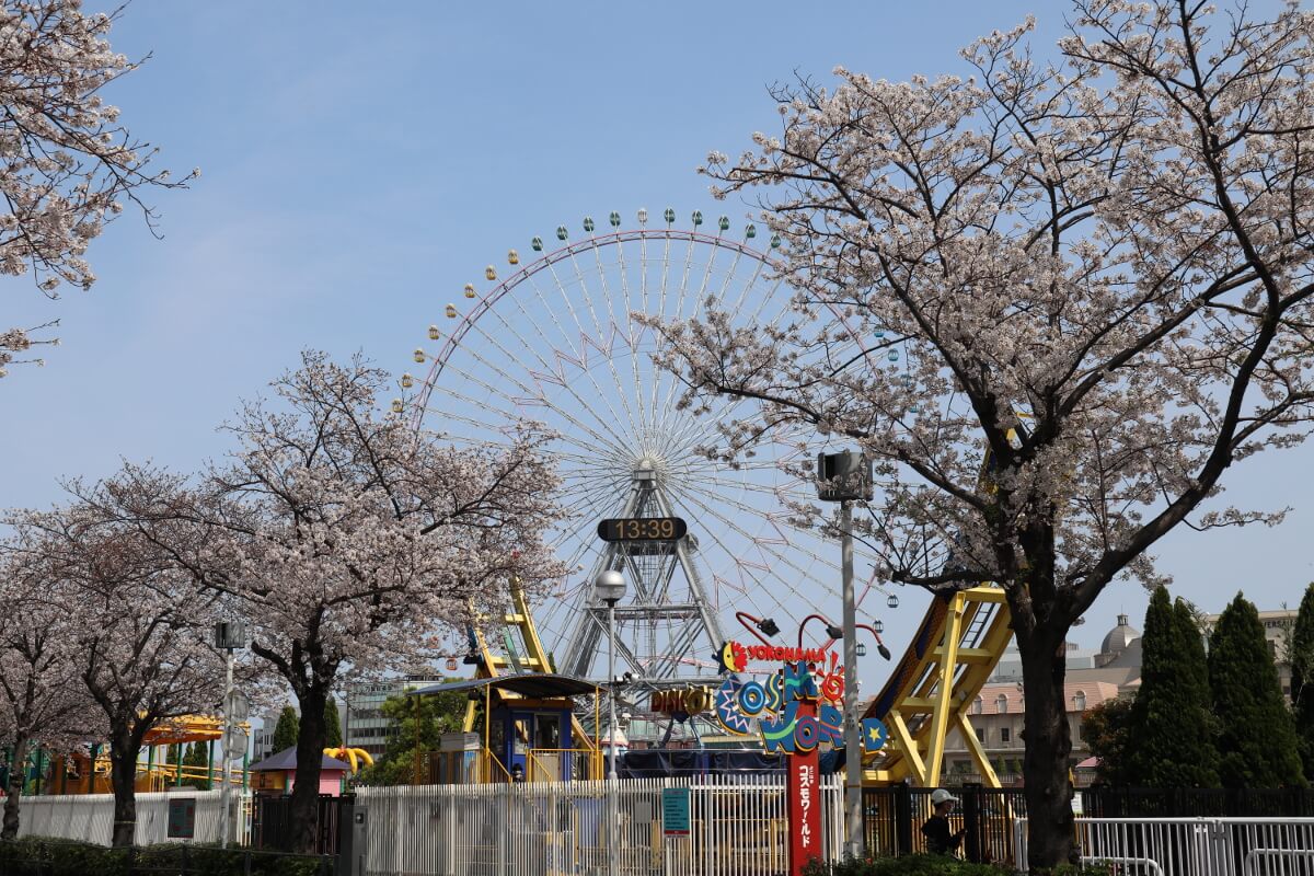 Cherry Blossoms and Ferris Wheel